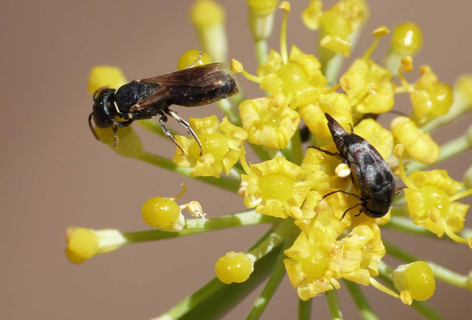 Apina nera mini: Hylaeus sp.